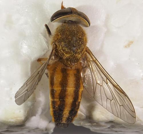 Réf. 289 920 : Tabanus sp.